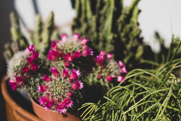 Mammillaria cactus with pink blooming flowers. Home gardening concept