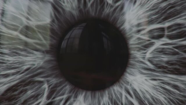 Human eye grey iris and pupil extreme macro.