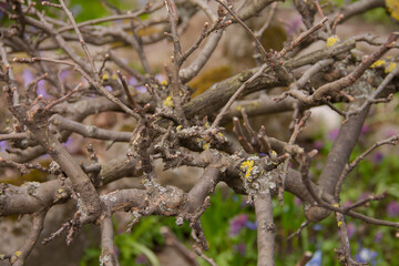 in early spring , a branch with young leaves