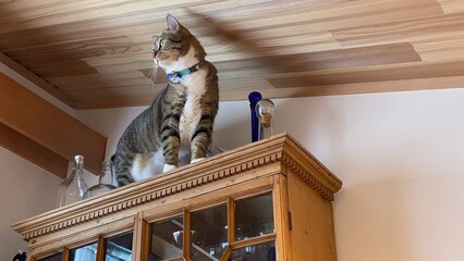 2 years old Mr. Marshmallow finally got his way around to the top of kitchen shelf, handsome...