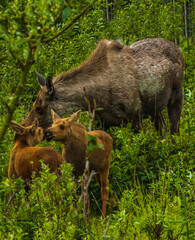 Caribou mother and calves at Welcome Center, Denali NP, Denali AK
