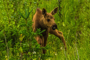 Moose calf at Welcome Center, Denali NP, Denali AK