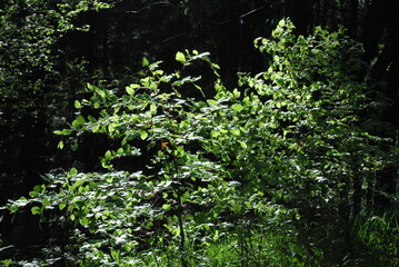 green, forest thickets
