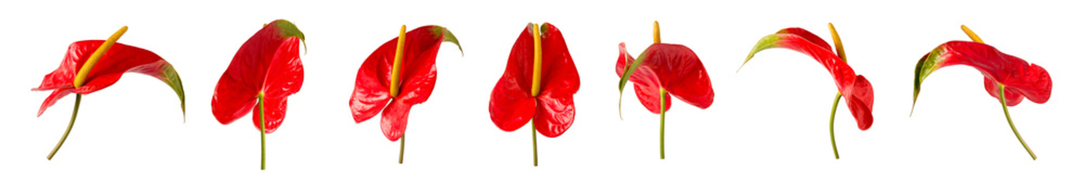 two colors anthurium flowers, also known as tailflower, flamingo and laceleaf, red and green colors flowers isolated on white background, taken in different angles, collection