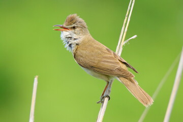 Fototapeta premium Reed warbler singing