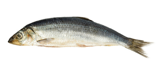 Salted sea fish herring on a white background.