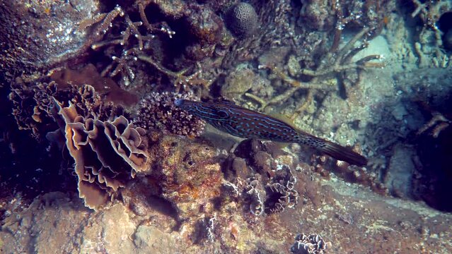 Underwater video of pair of scrawled filefish or aluterus scriptus in Gulf of Thailand. Close up of beautiful tropical fish swimming among reef. Wild nature, sea life. Scuba diving or snorkeling.
