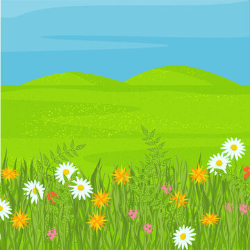 A plain with green grass and flowers. Meadow. Bright, vector background.