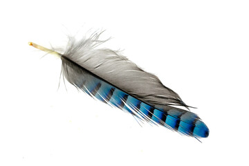 blue with black striped jay feather on white isolated background