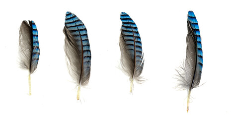 blue with black striped jay feather on white isolated background