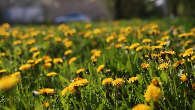 Camera moving forward through yellow dandelion flowers and fresh spring green grass on pretty meadow. Dandelion plant with medicinal effect. Summer concept. Low angle dolly steady shot.