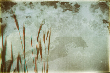 Artistic photo of cereal ears  on semi-transparent fabric texture –  Vintage photo with film...