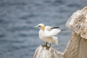 Gannet Stretching It's Wings on a Rock Above the Sea, Ireland