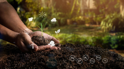 Closeup hand of person holding abundance soil with young plant in the middle of the icons and minerals icons. Concept green world earth day. Smart Farming Concept. Ecology and Environment Earth. - obrazy, fototapety, plakaty