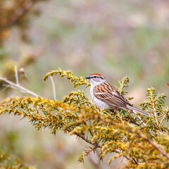Sparrow
