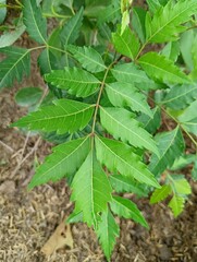 leaves in the garden