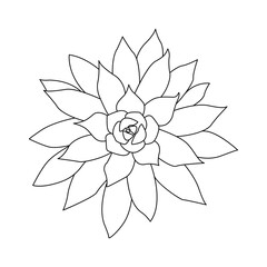 Succulent outline doodle. Graphics sketch home desert flower. Vector illustration, white background.