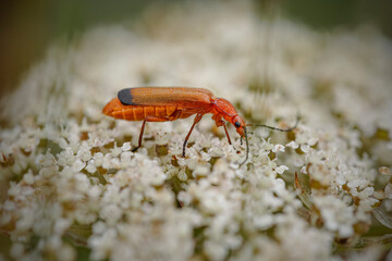 Beautiful red bug macro