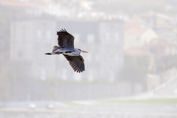 Heron in flight over river border
