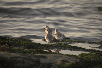 Sanderlins resting at sunset