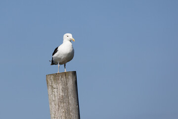 Impressionen der Nordseeküste