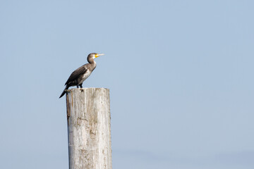 Impressionen der Nordseeküste