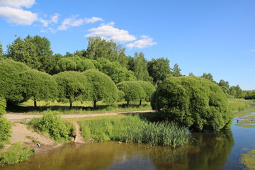 Fototapeta premium river and willow trees in bright summer day