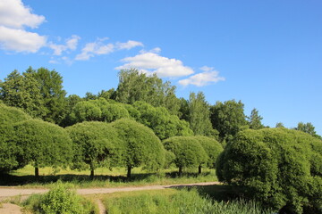 Fototapeta na wymiar cut foliage trees on a hill in summer with blue sky