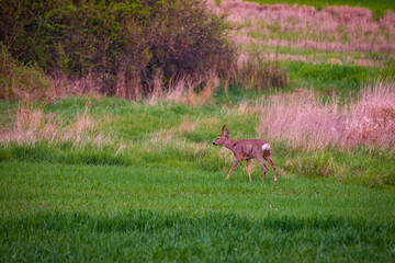 Roebuck and deer family on a wheat field