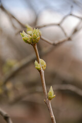 in early spring , a branch with young leaves