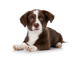 Cute brown with white Welsh Corgi Cardigan dog pup, laying down facing front.  Looking towards...