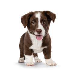 Cute brown with white Welsh Corgi Cardigan dog pup, standing facing front.  Looking towards camera. Isolated on a white background.  Mouth open, tongue out.