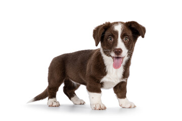 Obraz premium Cute brown with white Welsh Corgi Cardigan dog pup, standing side ways. Looking towards camera. Isolated on a white background. Mouth open, tongue out.
