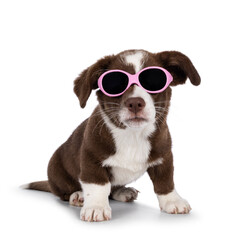 Cute brown with white Welsh Corgi Cardigan dog pup, sitting up wearing pink sun glasses. Looking towards camera. Isolated on a white background.