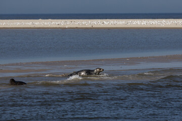 Fototapeta premium Impressionen der Nordseeküste