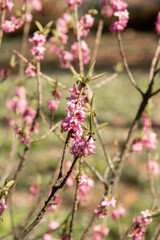 in early spring , a branch with young leaves