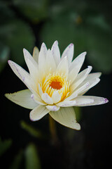 White lotus with yellow pollen and green leaf in the pond. White flower background . Buddhism symbol flower