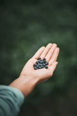 Isolated fresh blueberry in the palm. A woman holds a bunch of ripe wild berries