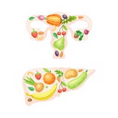 Female reproductive system and liver made of fresh fruit and vegetables. Healthy human internal organs vector illustration