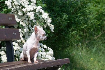 A small white dog of the Chihuahua breed sits lonely, relaxing posing at the texture wooden brown bench against the backdrop of green trees and looks at the lake. Street professional photo session.