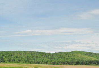 Obraz premium Potato Fields at the Edge of the woods