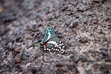 Egzotyczny motyl siedzący na ziemi. Unikatowy osobnik motyla z Azji - obrazy, fototapety, plakaty
