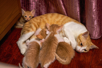 Fototapeta na wymiar A litter of cute Chinese pastoral cats orange cat mother cat and kittens