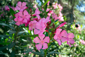 Pink nerium oleander in the forest - 513778032