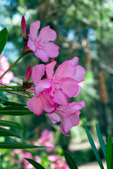 Pink nerium oleander in the forest - 513778227