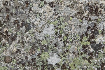 Lichens and moss on rock surface.