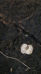 mushroom on the ground