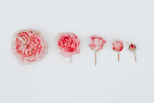 Roses flower collection. High quality photo