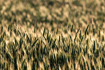 Ears of grain in the field
