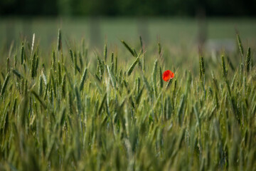 Ears of grain in the field